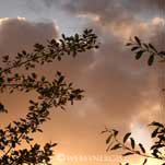 evening clouds and fruit trees website photography