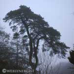 misty pine trees silhouette website photography