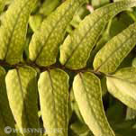 fern leaf detail of photographic website services