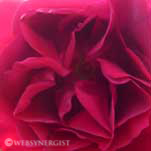 red rose close up detail website photography