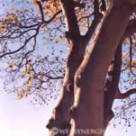 tree in early morning sun website photography