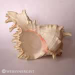 website product photography soft pink sea shell